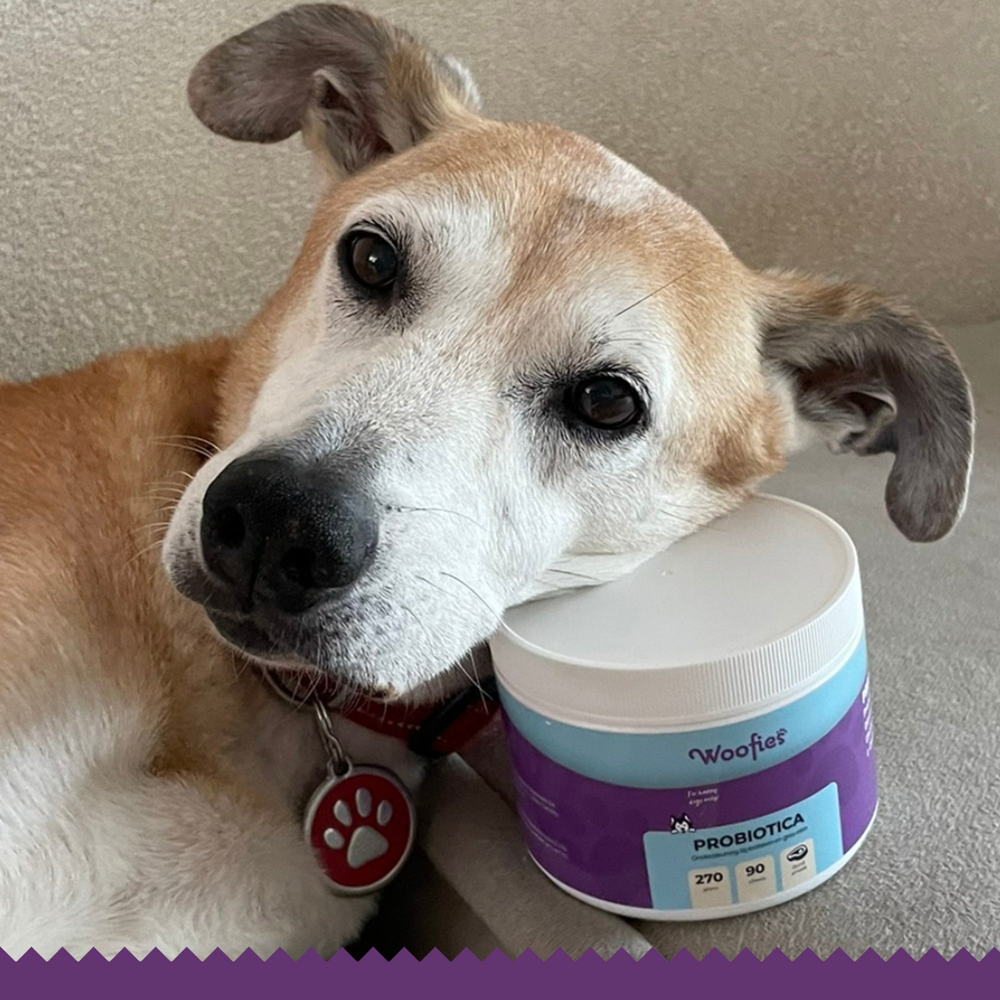Lutopets Probiotica & Prebiotica Hond | 90 chews