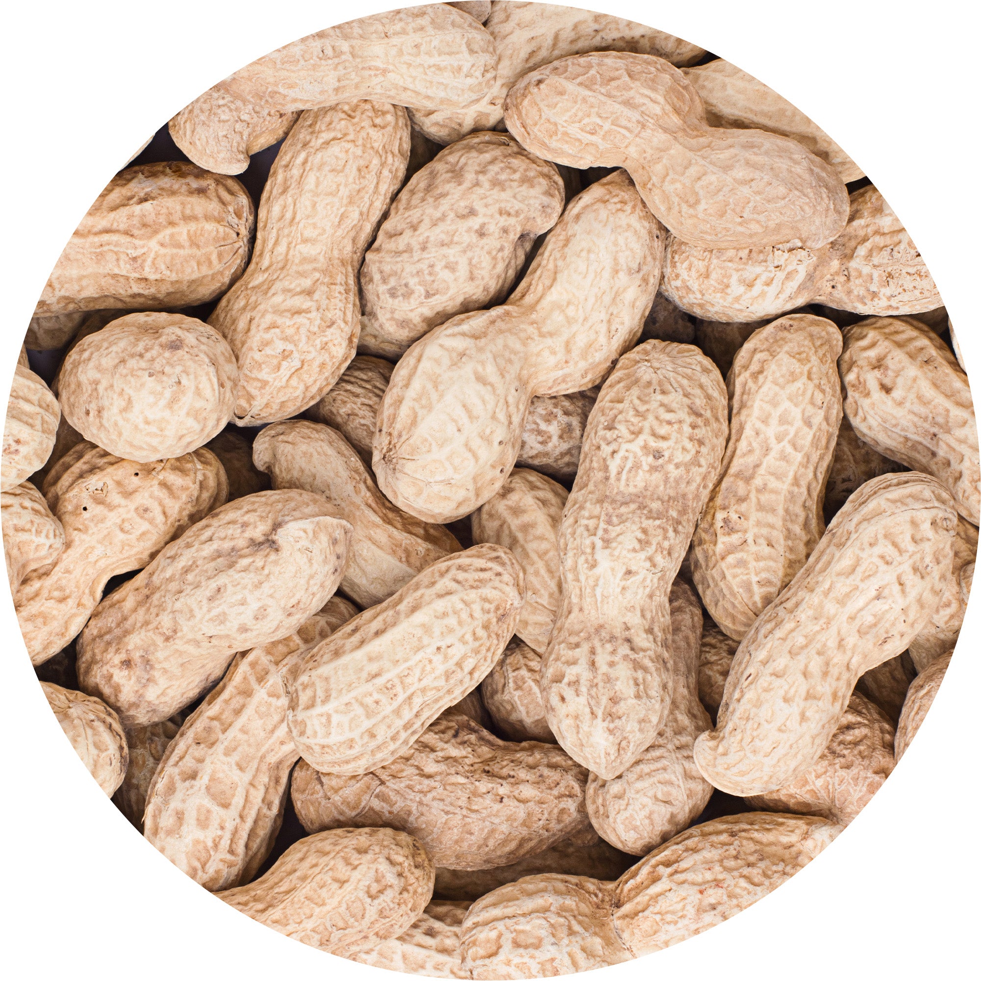 Wielink Pinda's in Dop 10 kg | Tuinvogels