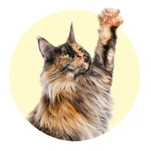 Kat