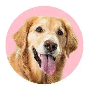 Hond