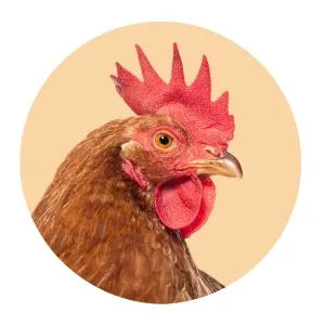 Erfdier