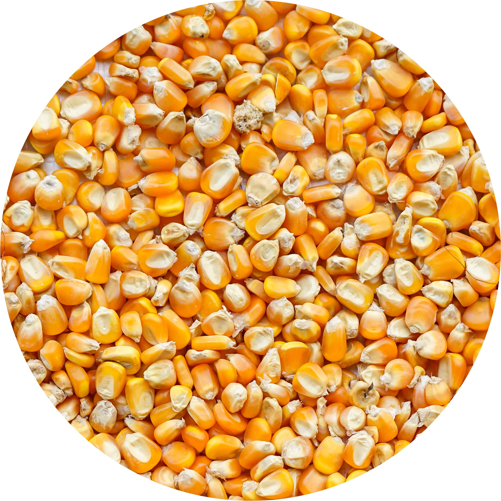 Wielink Gele Maïs Frans 20 kg