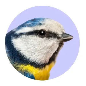 Vogel