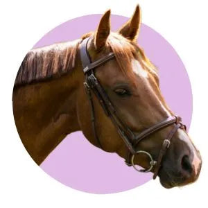 Paard