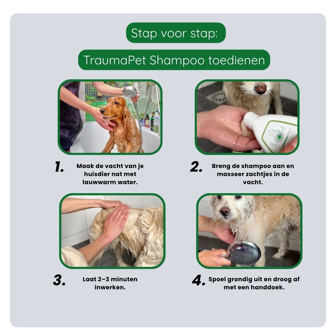 Stappenplan voor het wassen van een hond met TraumaPet Shampoo, van natmaken tot uitspoelen